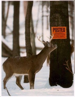 A deer looking at a sign